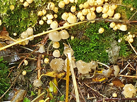 Coprinellus disseminatus - Fairy Inkcap